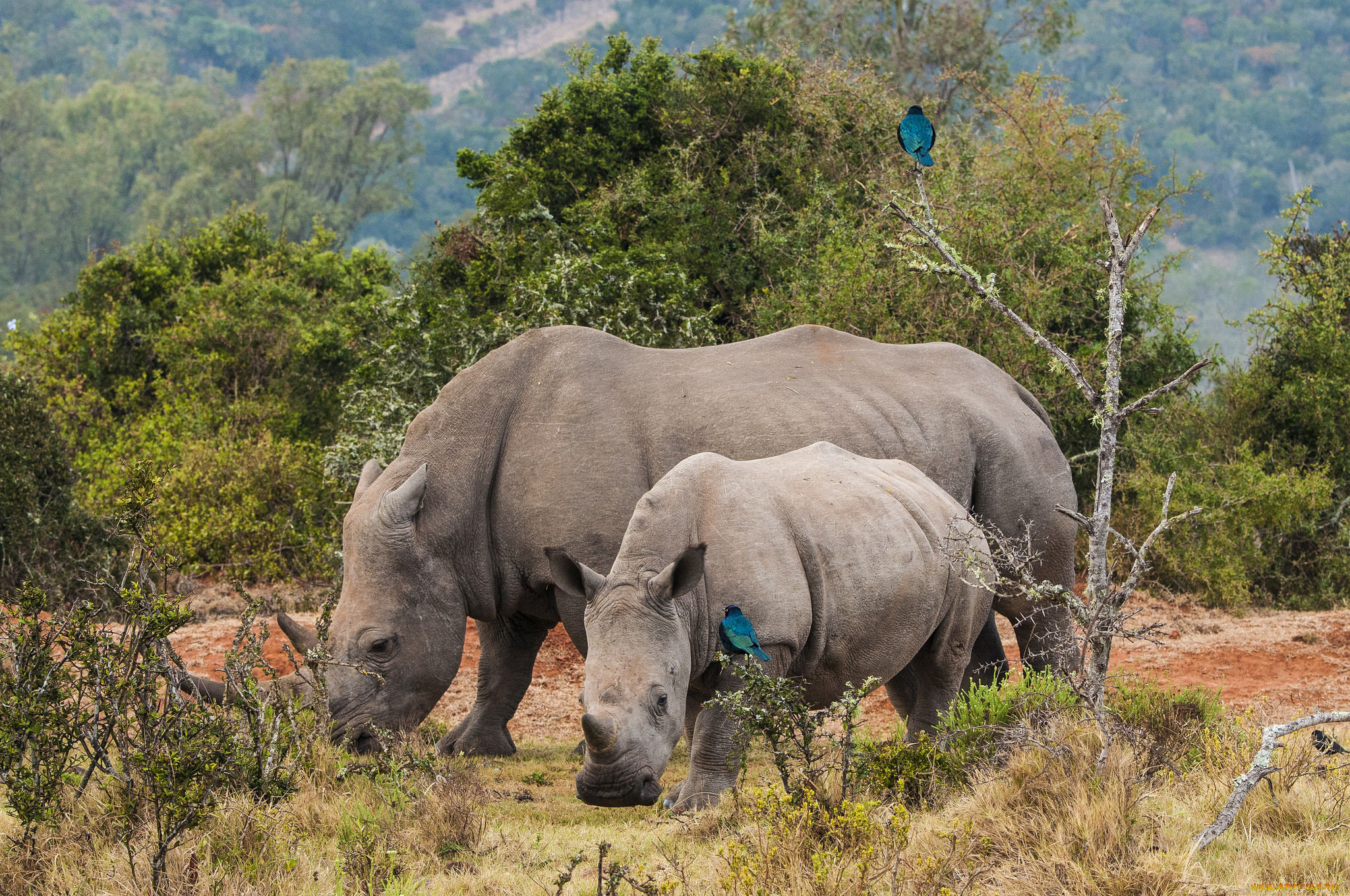 Носорог в тропическом лесу. Носорог. Носорог из саванны. Животное Саванна носорог. Африканский пейзаж с носорогом.